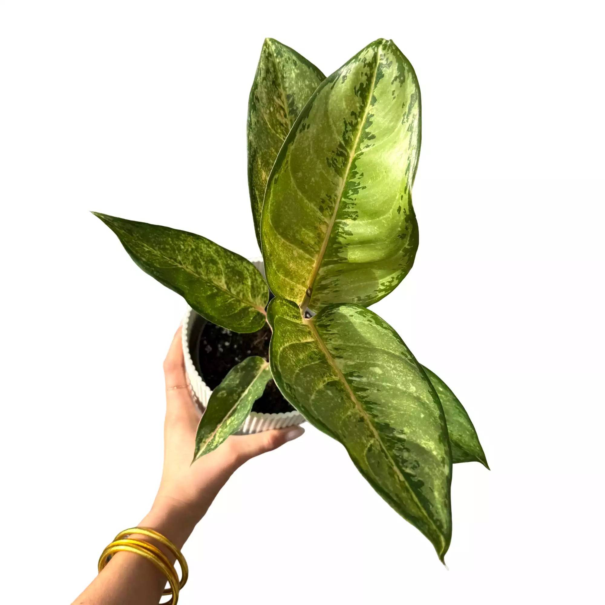 Aglaonema Corn Silk - Pot de 12cm - Plantes d'intérieur