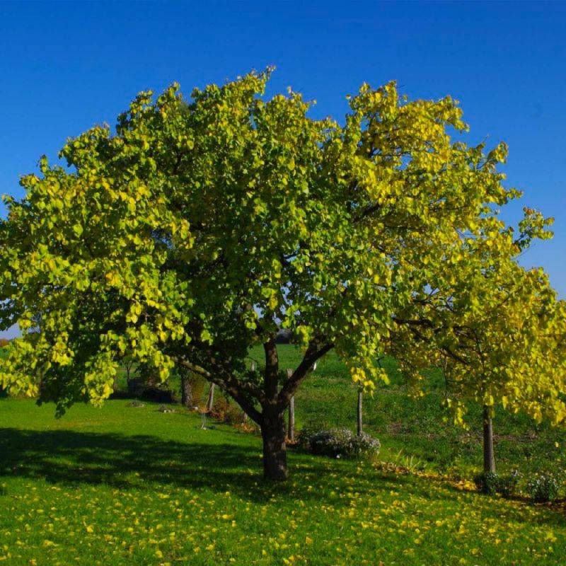 Abricotier 'Bergeron' (Prunus armeniaca 'Bergeron') - Scion de 100cm - Pépinières Naudet - Image 2