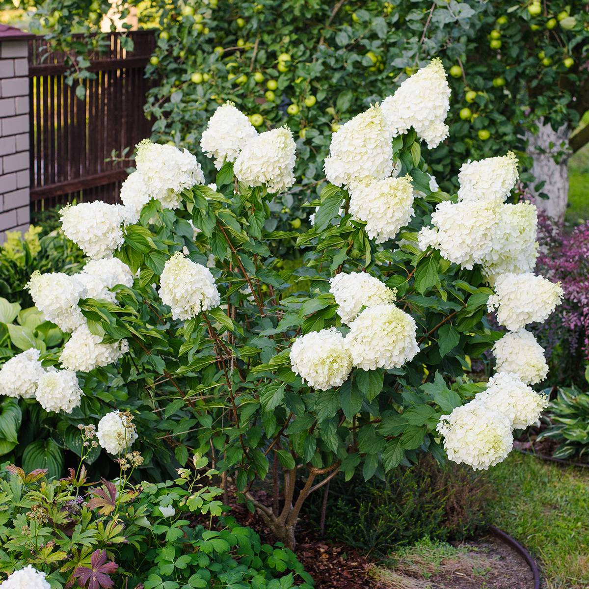 Hydrangea paniculata Polar Bear - Hortensia paniculé Godet de 8/9 cm