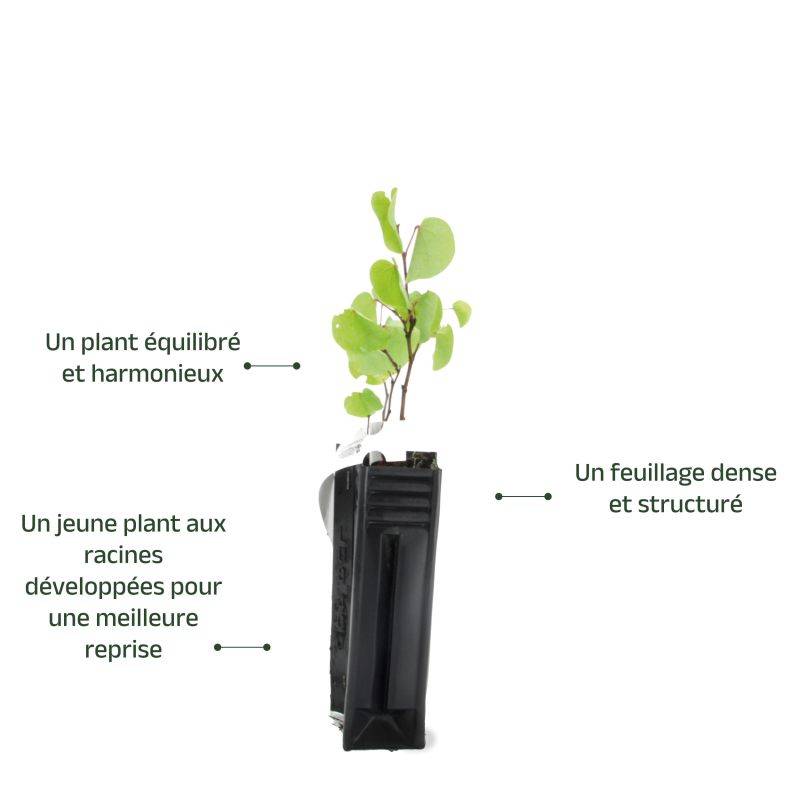 Arbre de judée (Cercis silliquastrum) - Godet - Taille 10/15cm - Pépinières Naudet - Image 3