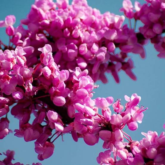 Arbre de judée (Cercis silliquastrum) - Godet - Taille 10/15cm - Pépinières Naudet - Image 4