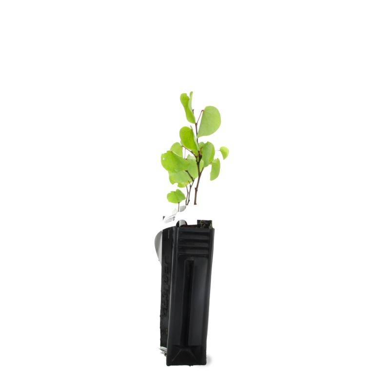 Arbre de judée (Cercis silliquastrum) - Godet - Taille 10/15cm - Pépinières Naudet - Image 2