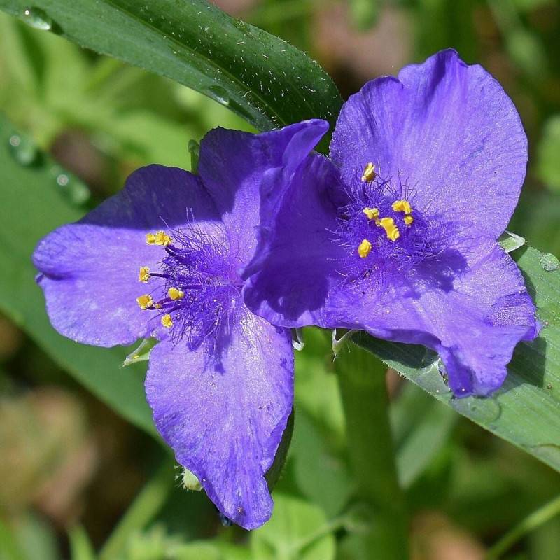 Éphémère de Virginie Zwanenburg Blue à fleurs Bleue/ - feuillage Caduc - Godet - 5/20 cm - Image 2