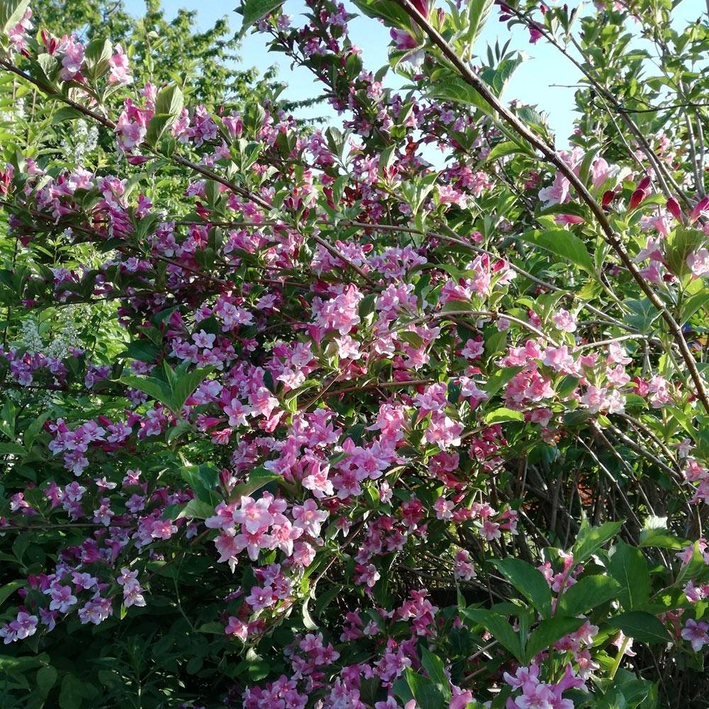 Weigela Stelzneri Pot de 7,5L/10L - Image 1