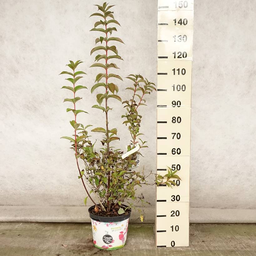 Weigela Stelzneri Pot de 7,5L/10L - Image 2