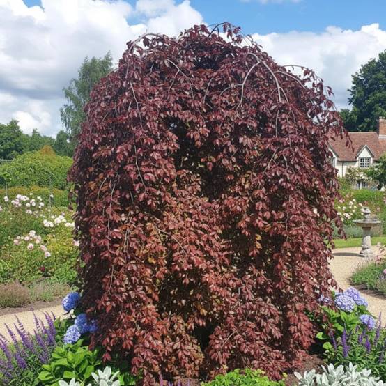 Hêtre commun pourpre pleureur, Fagus - Pot de 15L - Baliveau - Image 2