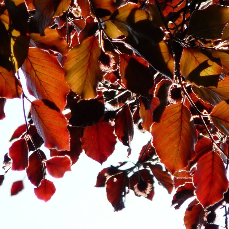 Hêtre commun pourpre pleureur, Fagus - Pot de 15L - Baliveau - Image 1