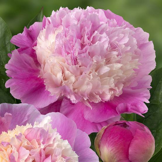 Promesse de Fleurs - Pivoine lactiflora She's my star Souche 3/5 yeux