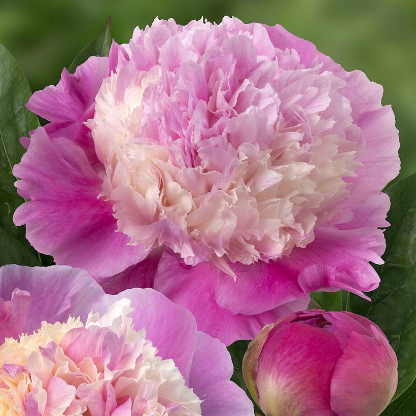 Promesse de Fleurs - Pivoine lactiflora She's my star Souche 3/5 yeux