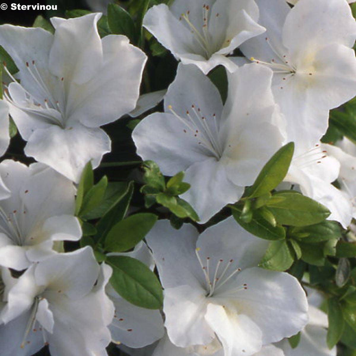 Azalée du Japon Eucharis - Rhododendron hybride Pot de 2L/3L - Image 1