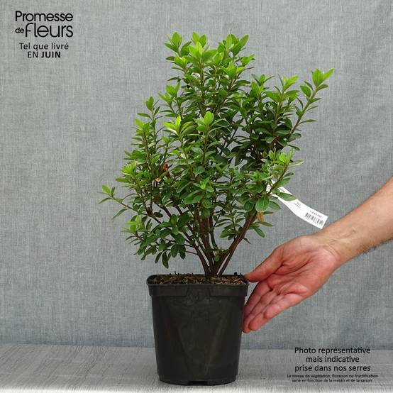 Azalée du Japon Eucharis - Rhododendron hybride Pot de 2L/3L - Image 2