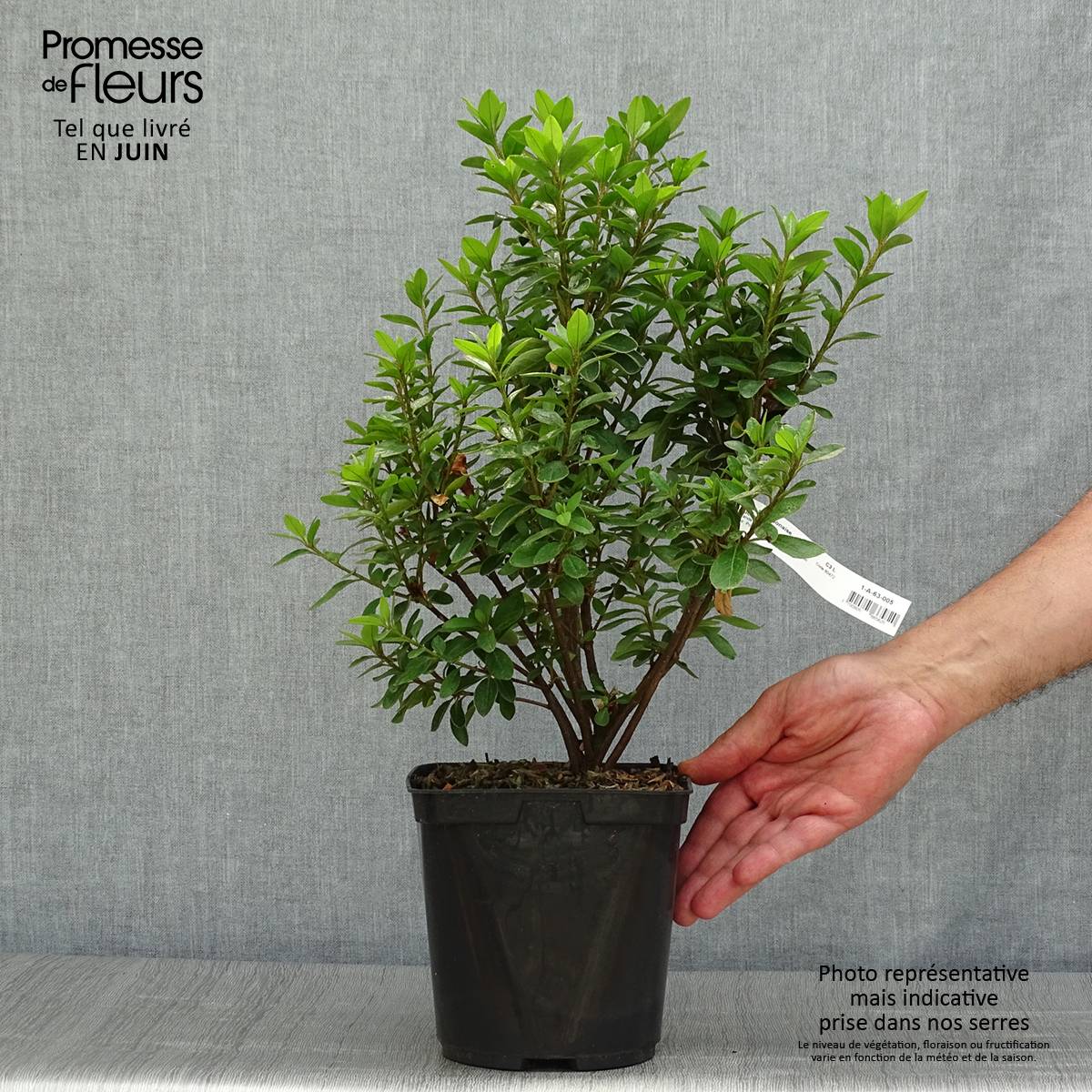Azalée du Japon Eucharis - Rhododendron hybride Pot de 2L/3L - Image 2