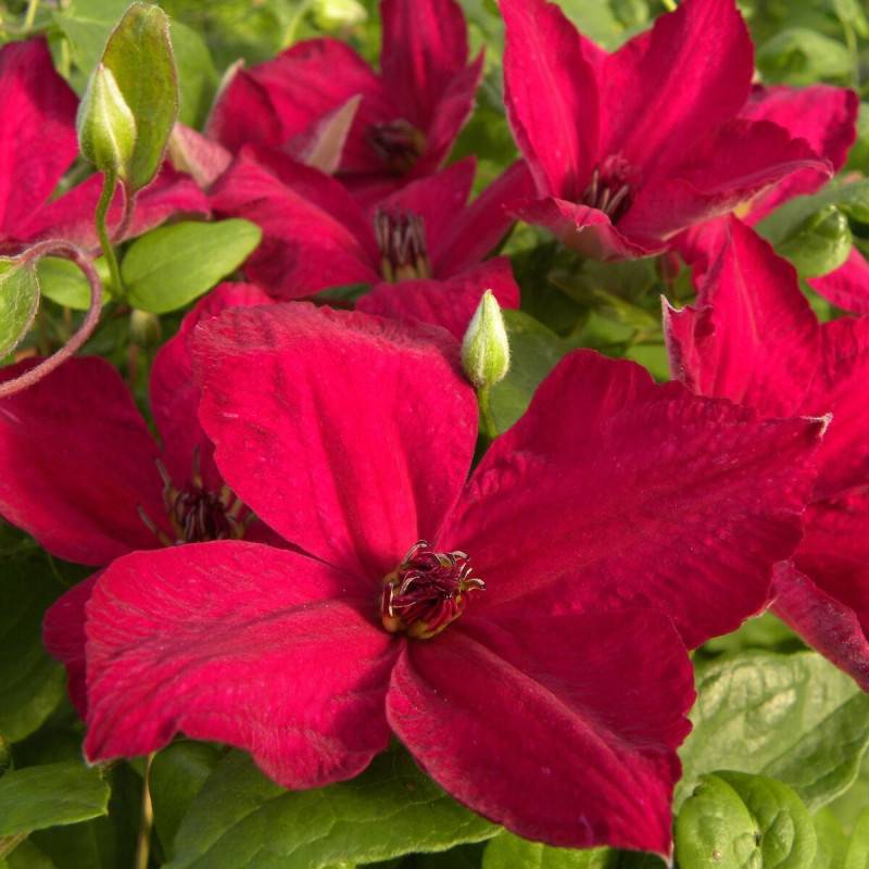 Clématite viticella John Howells® 'Zojohnhowells' à fleurs Rouge - feuillage Caduc - Pot de 1,5L - Tuteur bambou 30/60 cm-  hauteur à maturité De 3,00 - Image 5