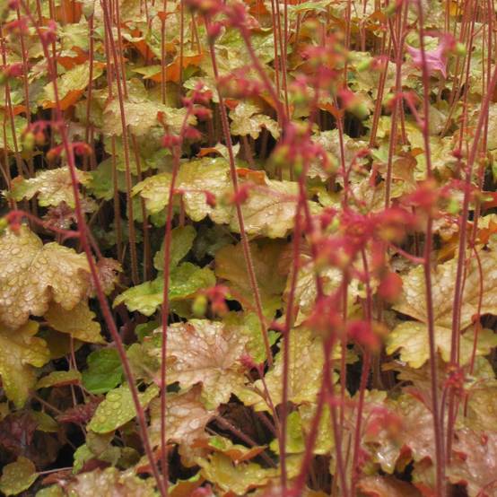 Promesse de Fleurs - Heuchère - Heuchera Ginger Ale Godet de 8/9 cm