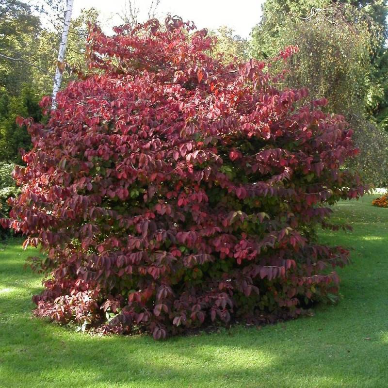 Viorne de Chine Kilimandjaro® Sunrise 'JWW5', Viburnum à fleurs Rose/Blanche - feuillage Caduc - Pot de 4L - 40/60 cm