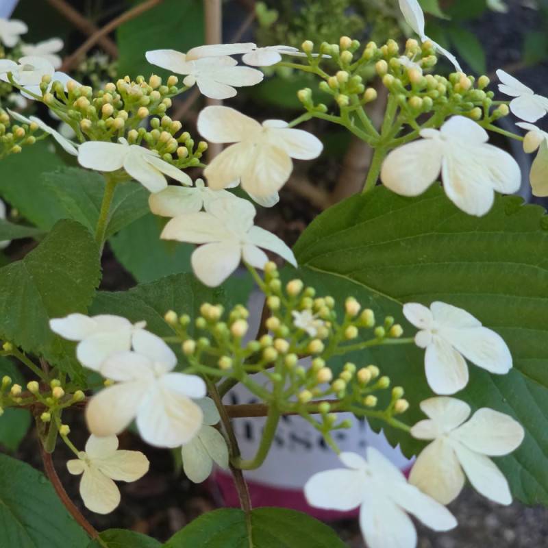 Viorne de Chine Kilimandjaro® Sunrise 'JWW5', Viburnum à fleurs Rose - feuillage Caduc - Pot de 4L - 40/60 cm- hauteur à maturité De 2,50 m à 3,00 m - Image 2