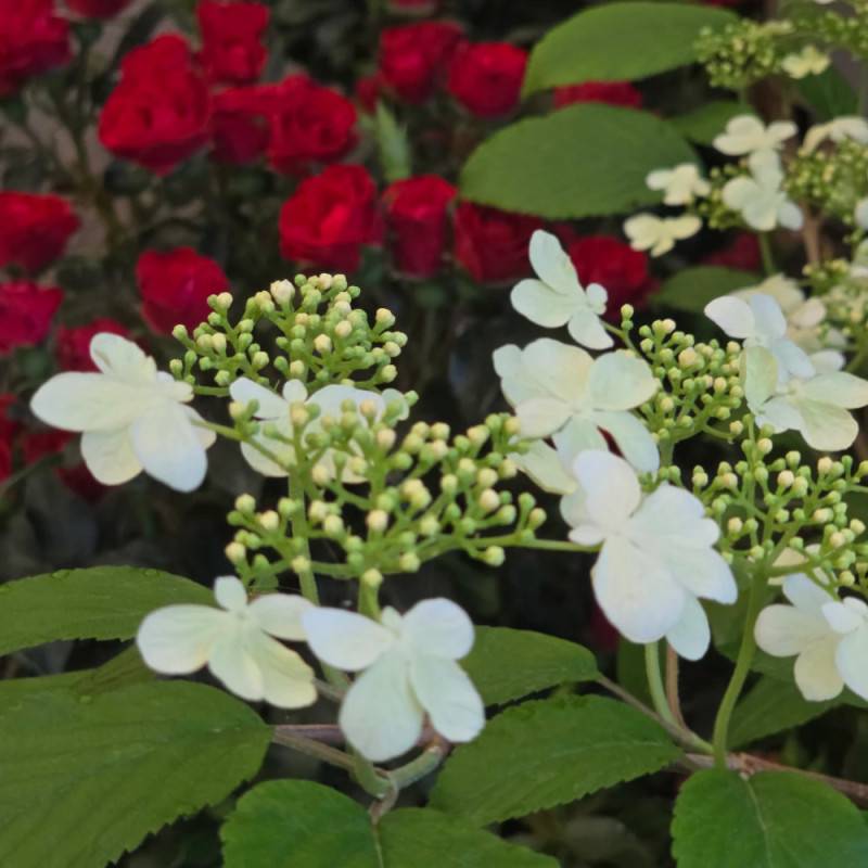 Viorne de Chine Kilimandjaro® Sunrise 'JWW5', Viburnum à fleurs Rose - feuillage Caduc - Pot de 4L - 40/60 cm- hauteur à maturité De 2,50 m à 3,00 m - Image 4