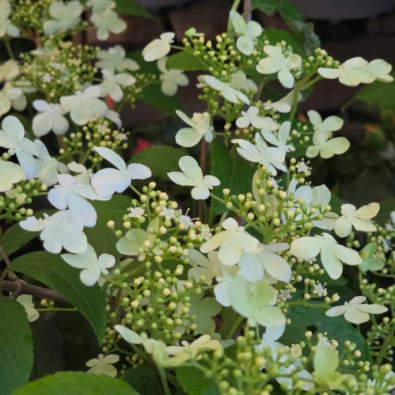 Viorne de Chine Kilimandjaro® Sunrise 'JWW5', Viburnum à fleurs Rose - feuillage Caduc - Pot de 4L - 40/60 cm- hauteur à maturité De 2,50 m à 3,00 m - Image 3