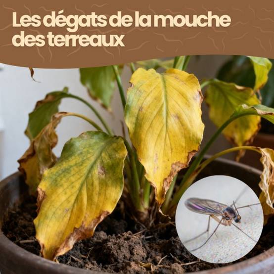 Achat Nature - achatnature - Nématodes SF contre mouches des terreaux - 25 millions - 50 m² - Image 5