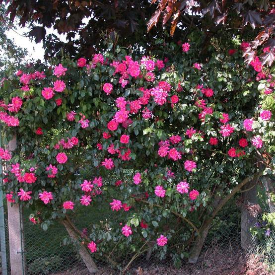 Rosier Liane 'Solvay' ® (Rosa 'Solvay' ®) - Racines nues - Taille 20 à 30cm - Pépinières Naudet - Image 3