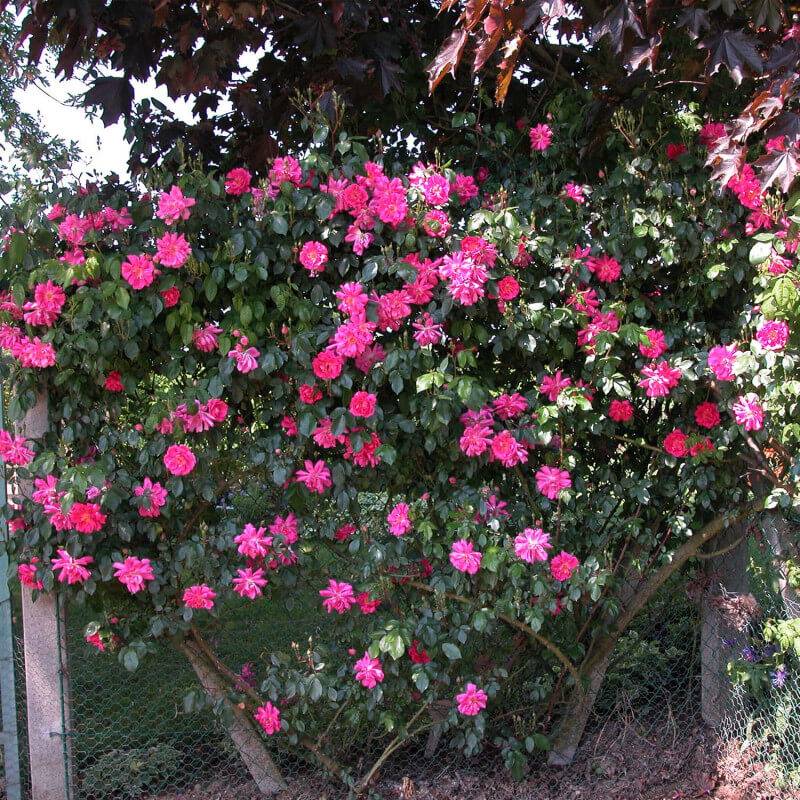 Rosier Liane 'Solvay' ® (Rosa 'Solvay' ®) - Racines nues - Taille 20 à 30cm - Pépinières Naudet - Image 3