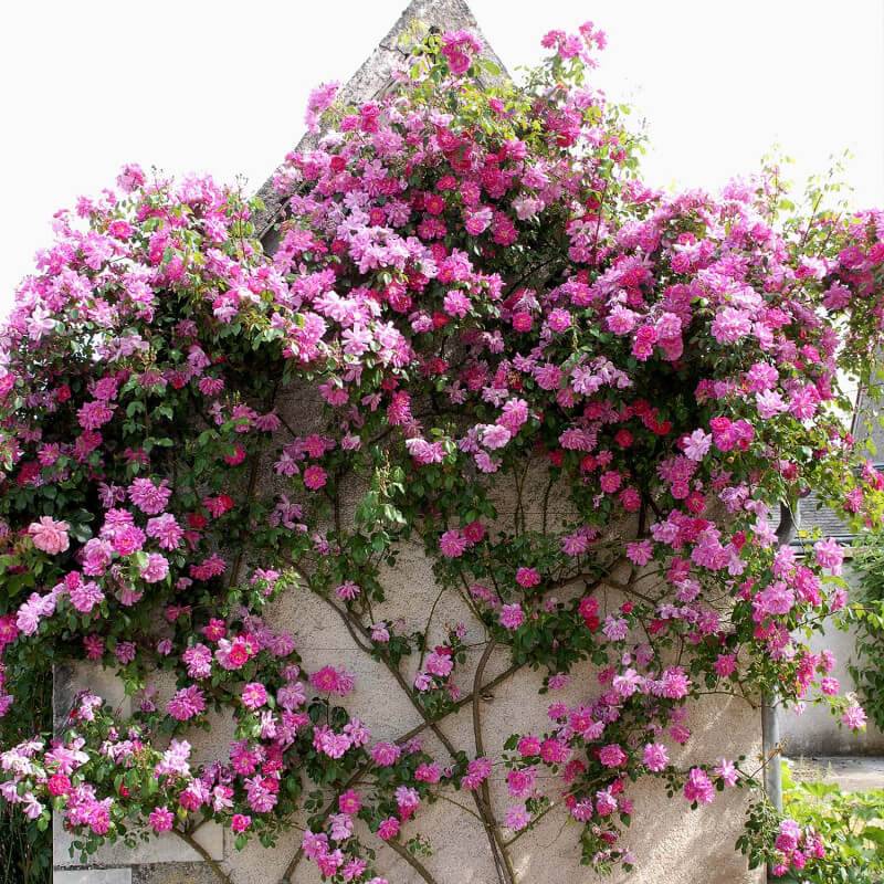 Rosier Liane 'Solvay' ® (Rosa 'Solvay' ®) - Racines nues - Taille 20 à 30cm - Pépinières Naudet - Image 4