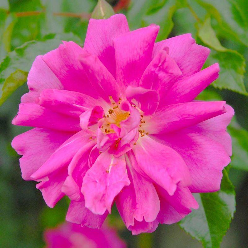 Rosier Liane 'Solvay' ® (Rosa 'Solvay' ®) - Racines nues - Taille 20 à 30cm - Pépinières Naudet - Image 1