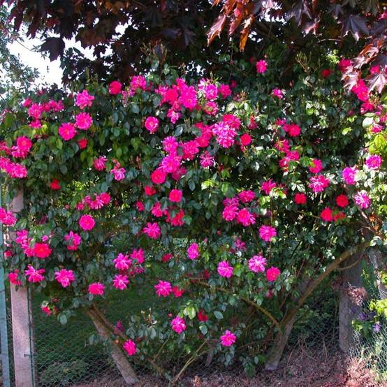 Rosier Liane 'Solvay' ® (Rosa 'Solvay' ®) - Racines nues - Taille 20 à 30cm - Pépinières Naudet - Image 2
