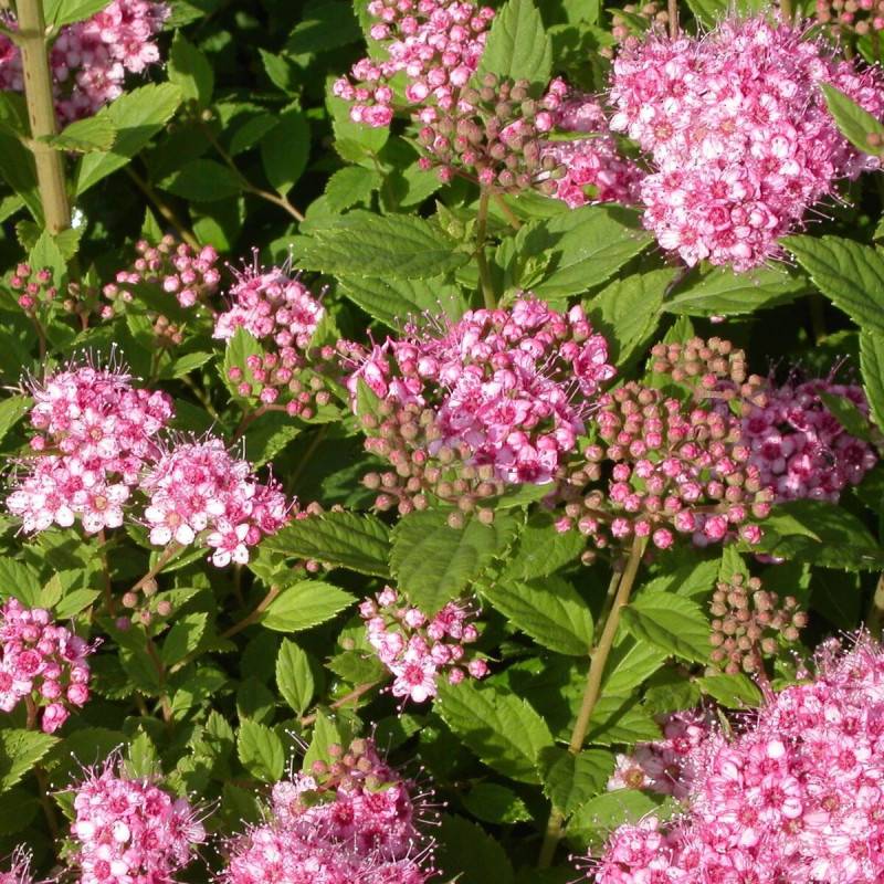 Spirée du Japon Little Princesse, Spiraea à fleurs Rose - feuillage Caduc - Pot de 3L - 20/40 cm-  hauteur à maturité De 0,50 m à 1,00 m - Image 1