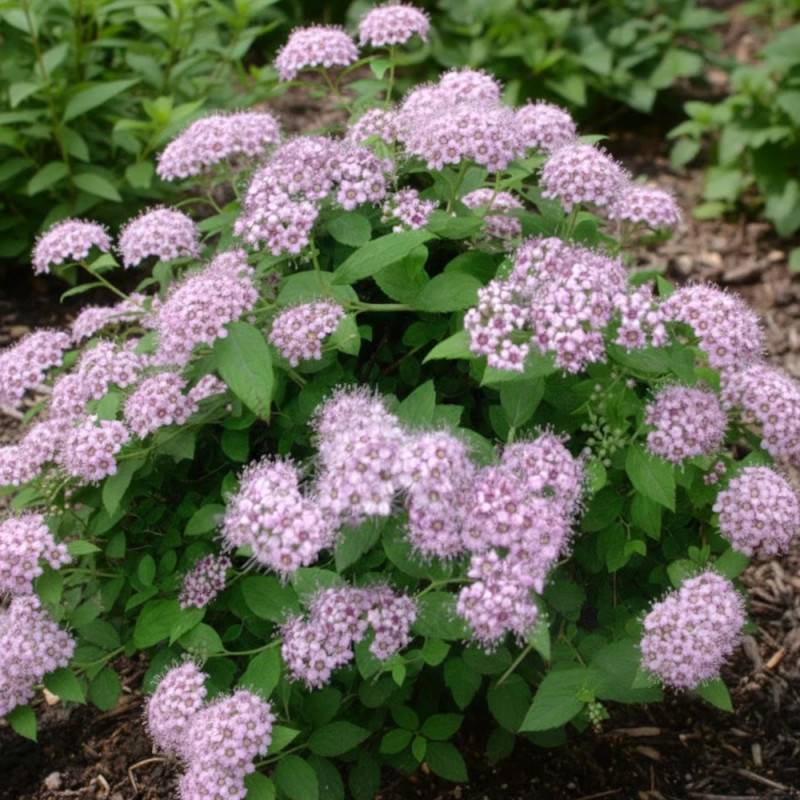 Spirée du Japon Little Princesse, Spiraea à fleurs Rose - feuillage Caduc - Pot de 3L - 20/40 cm- hauteur à maturité De 0,50 m à 1,00 m - Image 6