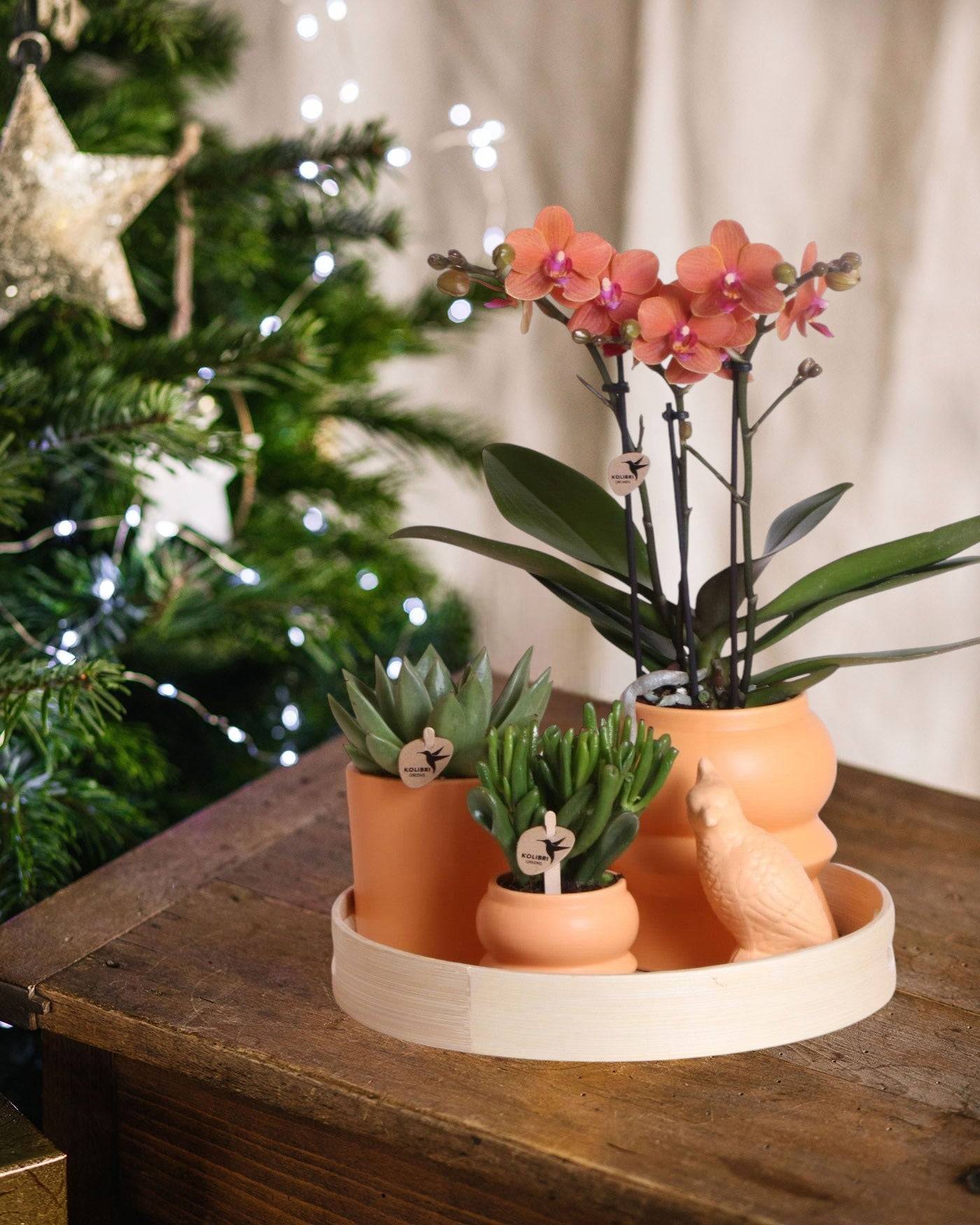 La Green Touch - Coffret d'Orchidée Phalaenopsis orange et plantes grasses et ses caches-pots en céramique- La Green Touch - Image 1
