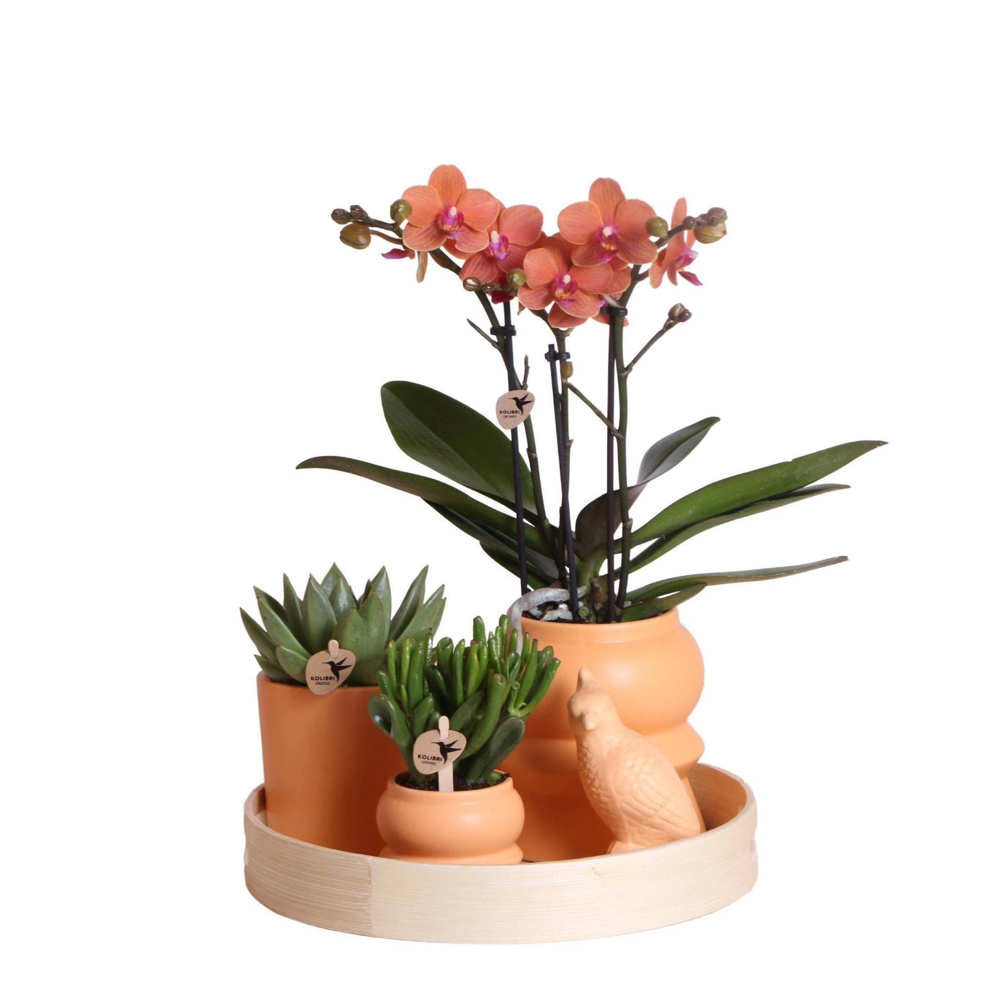 La Green Touch - Coffret d'Orchidée Phalaenopsis orange et plantes grasses et ses caches-pots en céramique- La Green Touch - Image 3