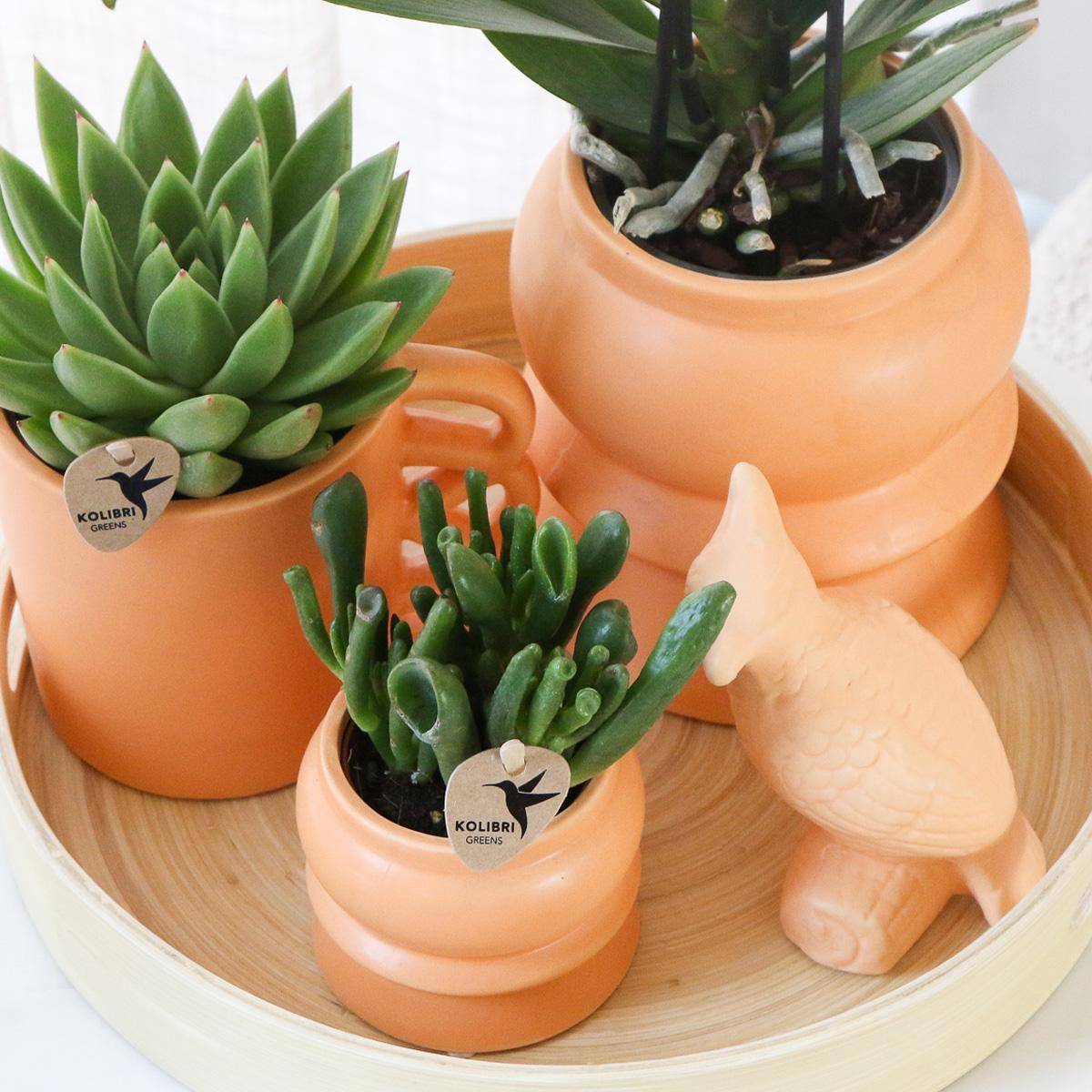 La Green Touch - Coffret d'Orchidée Phalaenopsis orange et plantes grasses et ses caches-pots en céramique- La Green Touch - Image 5
