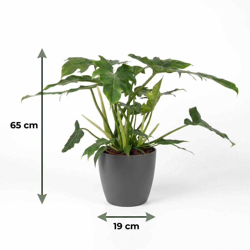 Philodendron Lacerum - Pot de 19cm - Hauteur 65cm - Gris - Plantes d'intérieur - Image 5