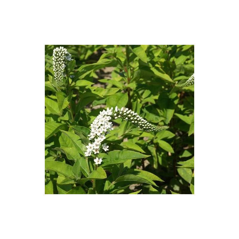 Lysimaque de Chine à fleurs Blanche/ - feuillage Caduc - Godet - 5/20 cm