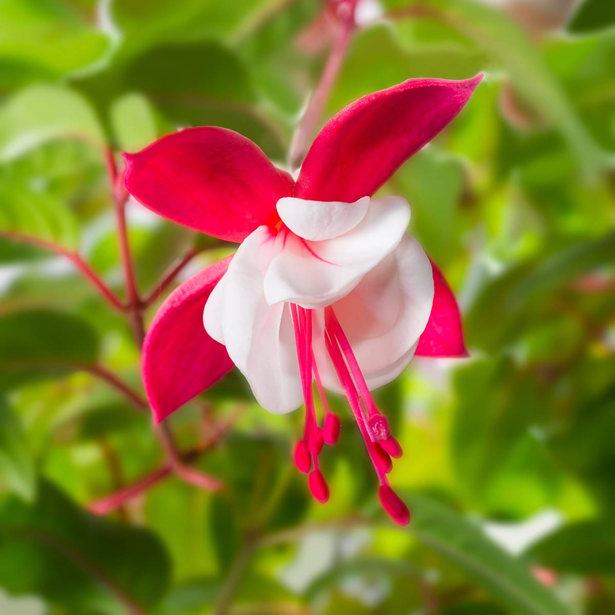 Fuchsia magellanica Snow Cap - Fuchsia rustique Godet de 8/9 cm
