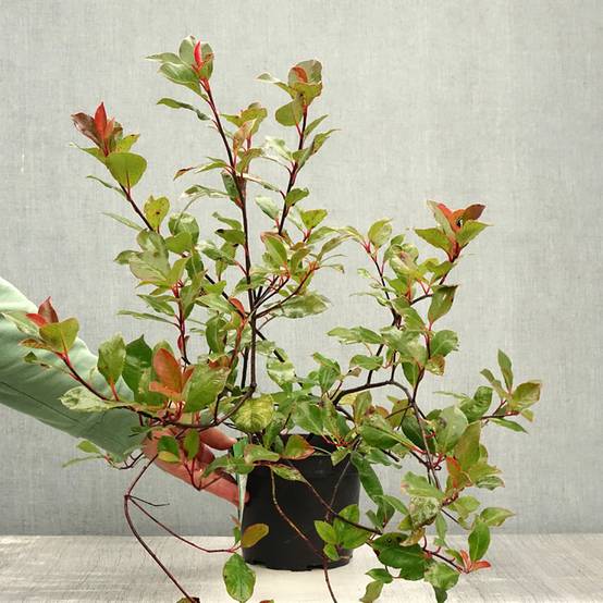 Promesse de Fleurs - Photinia Little Red Robin Pot de 2L/3L - Image 2