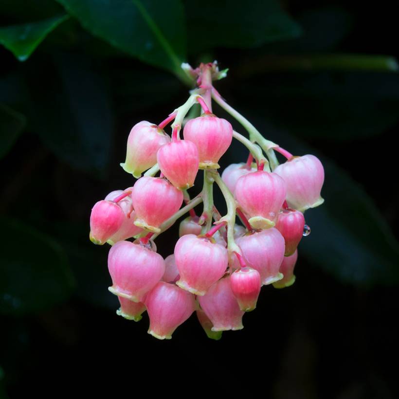 Promesse de Fleurs - Arbutus unedo Rubra - Arbousier Pot de 3L/4L