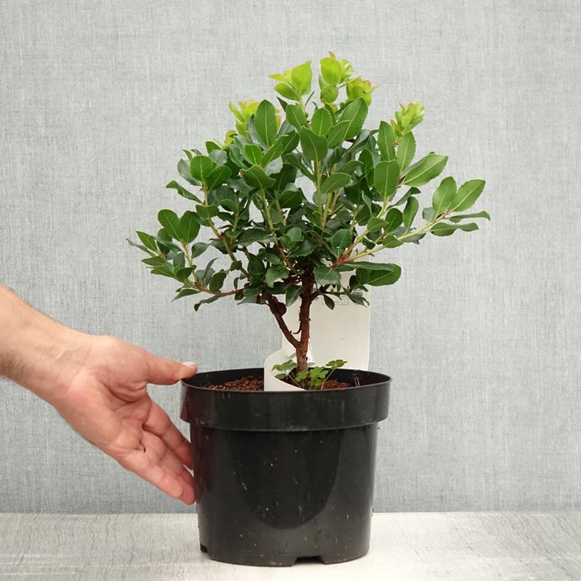 Promesse de Fleurs - Arbutus unedo Rubra - Arbousier Pot de 3L/4L - Image 2