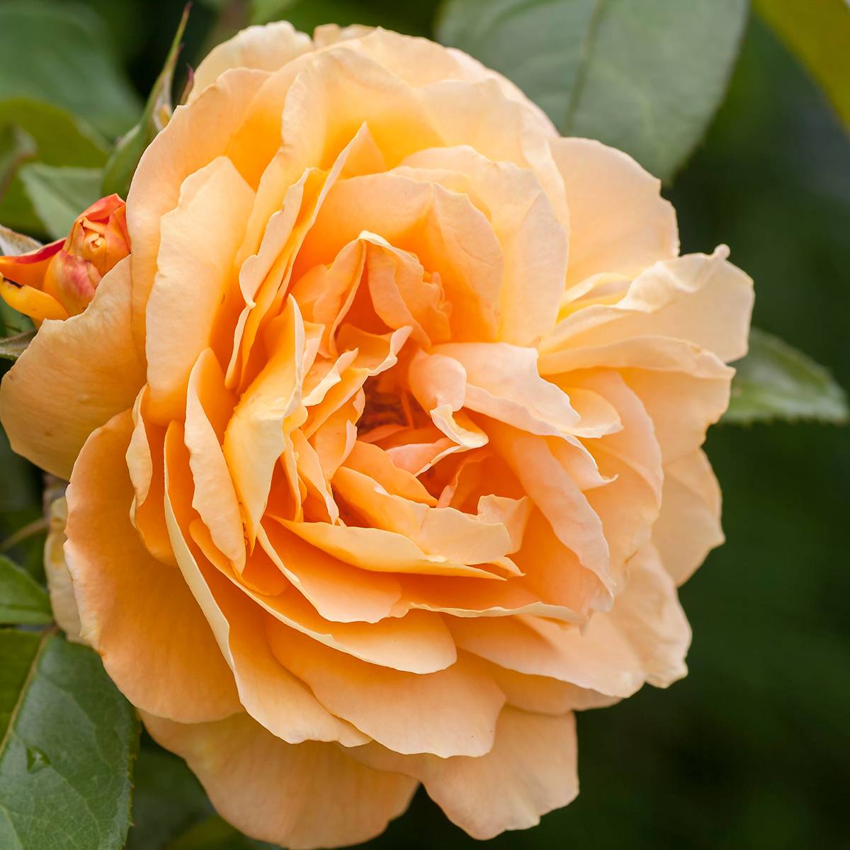 Promesse de Fleurs - Rosier grimpant Fregate Pot de 4L/5L