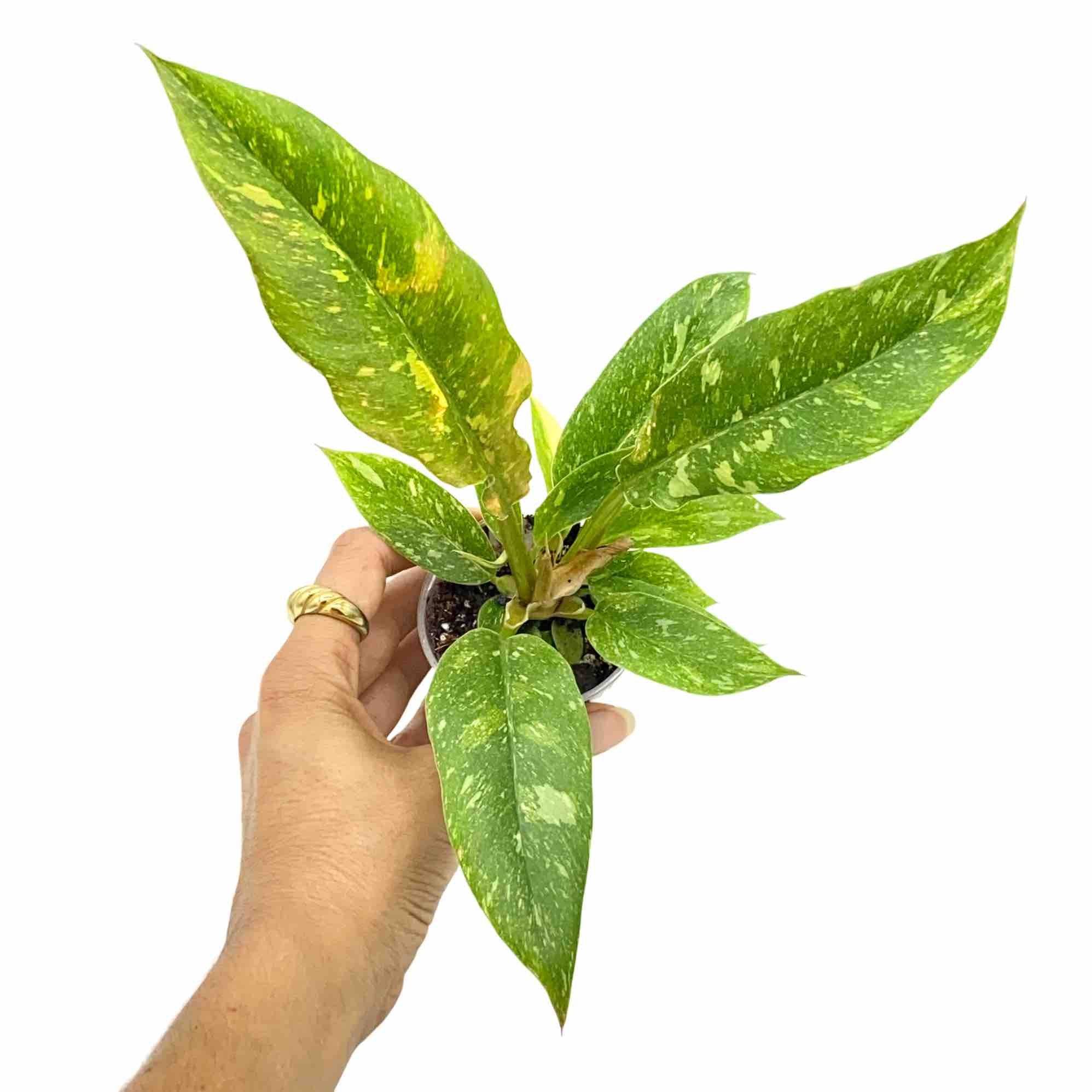 Philodendron Ring of fire - Pot de 6cm - Plantes d'intérieur - Image 1