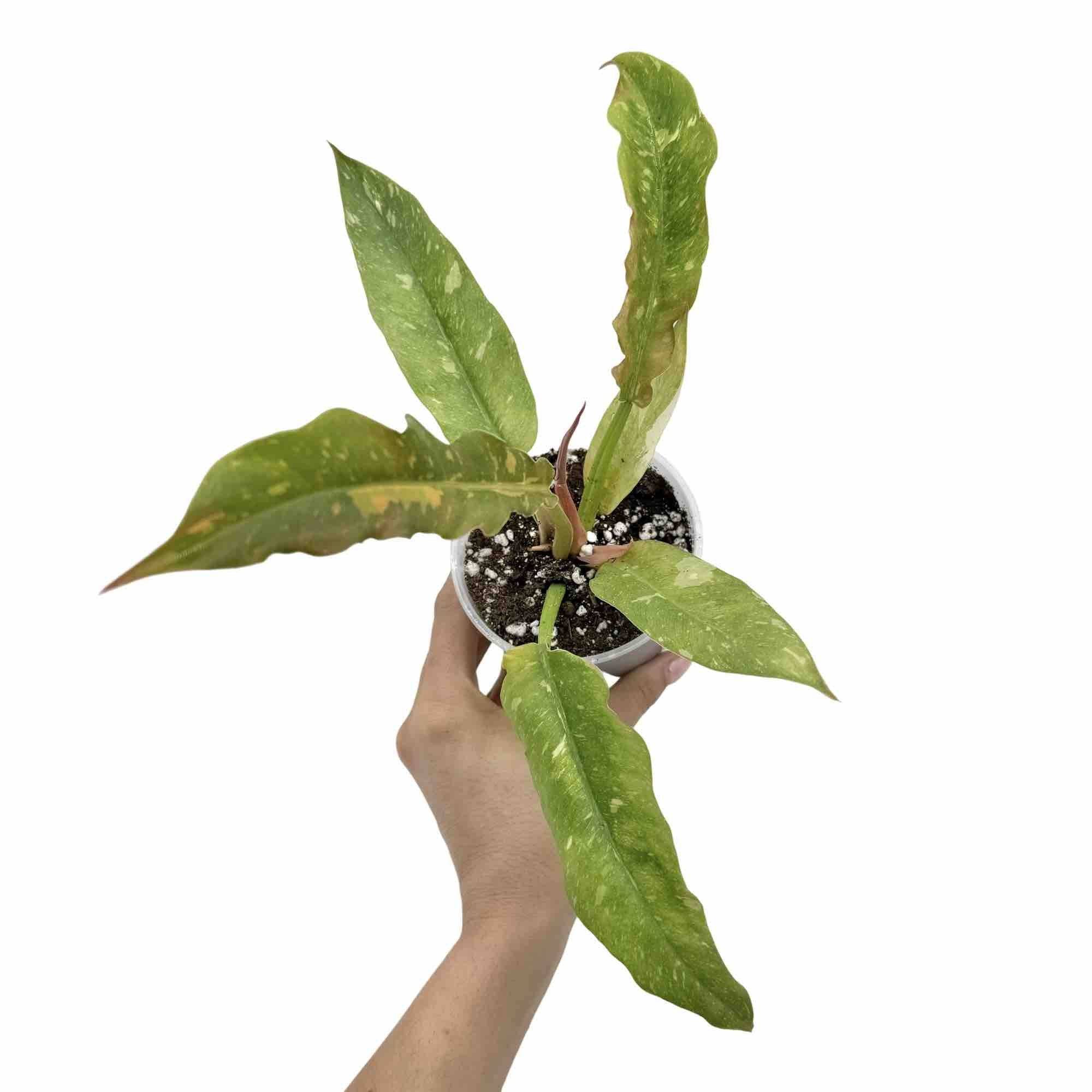 Philodendron Ring of fire - Pot de 6cm - Plantes d'intérieur - Image 5