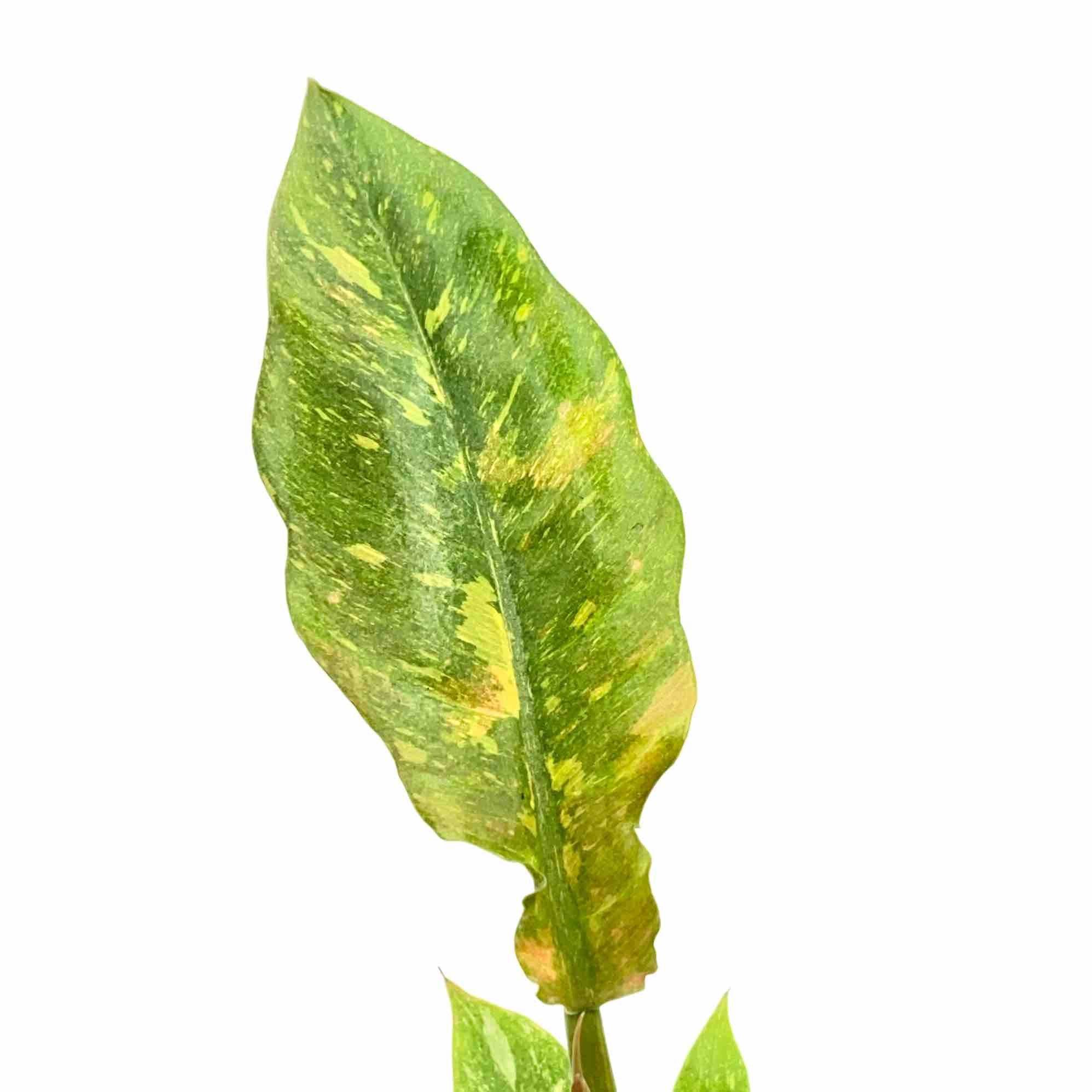Philodendron Ring of fire - Pot de 6cm - Plantes d'intérieur - Image 2
