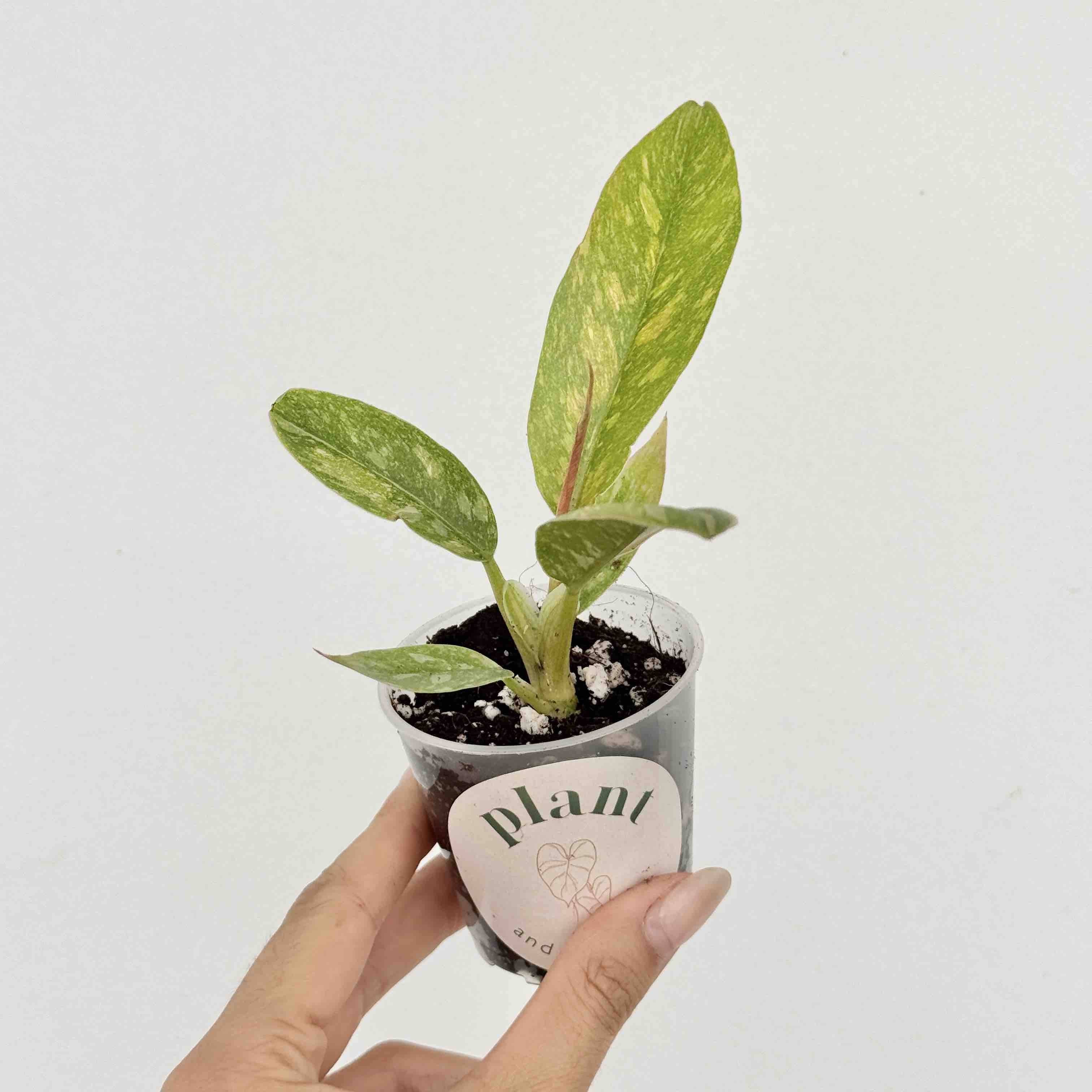 Philodendron Ring of fire - Pot de 6cm - Plantes d'intérieur - Image 6