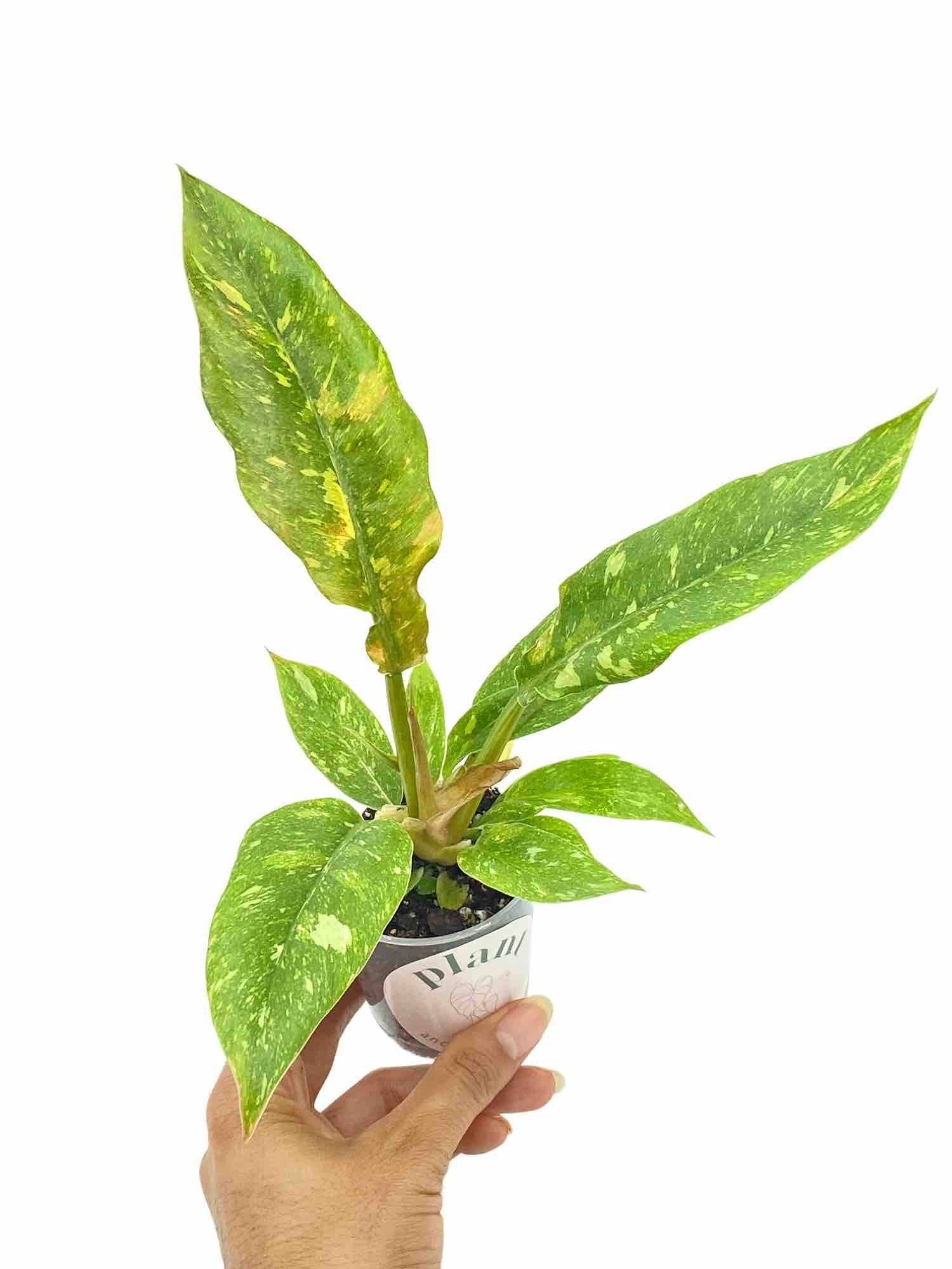 Philodendron Ring of fire - Pot de 6cm - Plantes d'intérieur - Image 3