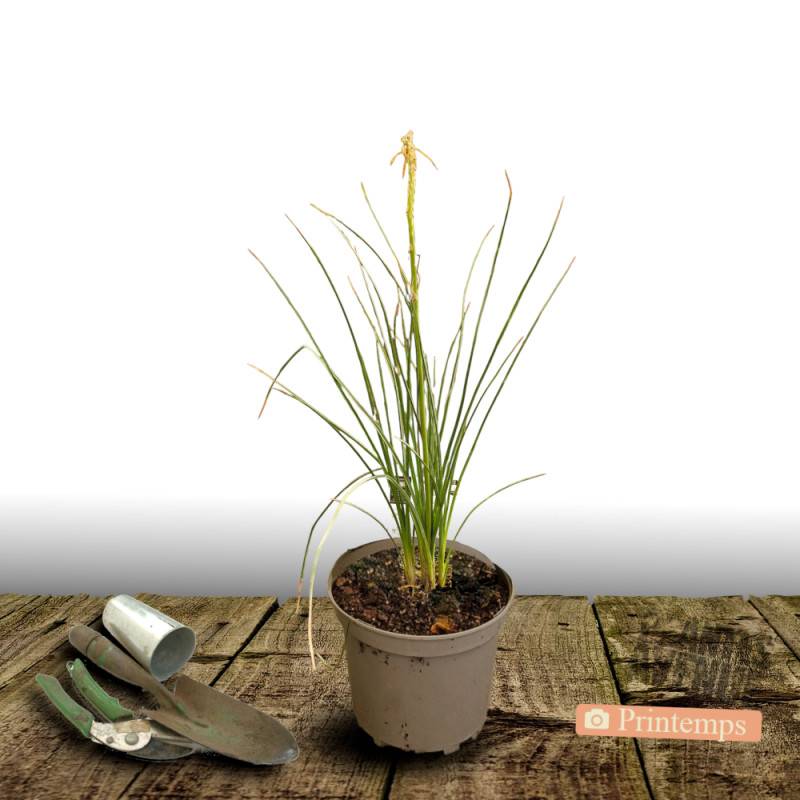 Kniphofia, Tison de Satan Orange Vanilla Popsicle® à fleurs Blanche/Orange - feuillage Caduc - Pot de 4L - 40/60 cm - Image 5