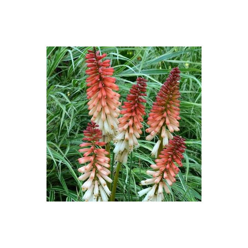 Kniphofia, Tison de Satan Orange Vanilla Popsicle® à fleurs Blanche - feuillage Caduc - Pot de 4L - 40/60 cm-  hauteur à maturité De 0,50 m à 1,00 m - Image 1