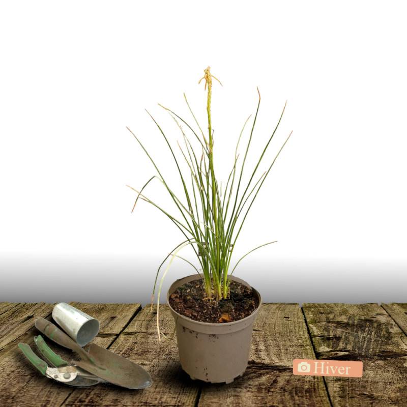 Kniphofia, Tison de Satan Orange Vanilla Popsicle® à fleurs Blanche - feuillage Caduc - Pot de 4L - 40/60 cm- hauteur à maturité De 0,50 m à 1,00 m - Image 5