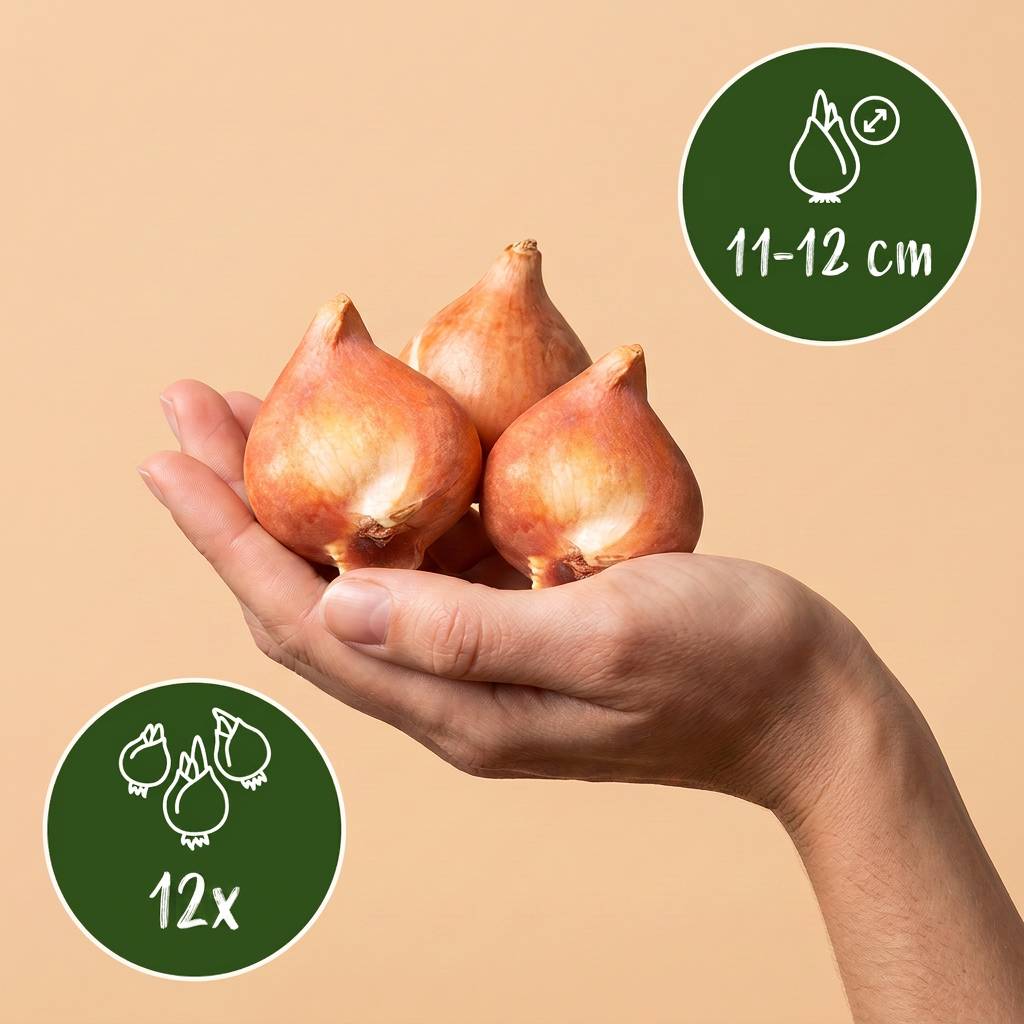 La Green Touch - Tulipe double Double Sensation en mélange - 12 bulbes - calibre 11/12 - Image 3