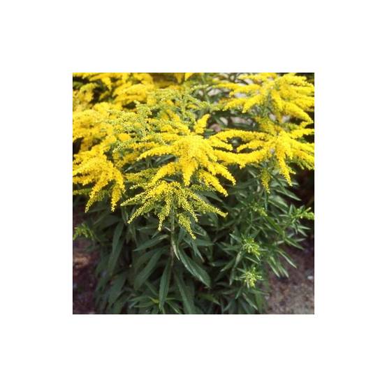 Verge d'or Strahlenkrone, Solidago à fleurs Jaune - feuillage Caduc - Godet - 5/20 cm- hauteur à maturité De 0,15 m à 0,50 m